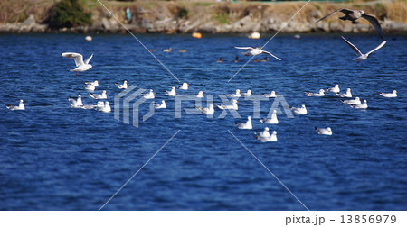 ユリカモメとウミネコの若鳥 13856979