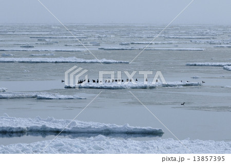 流氷 流氷 13857395