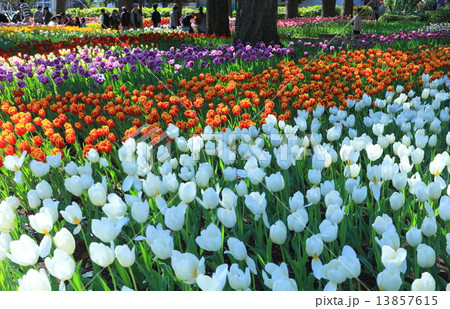 横浜公園のチューリップ 13857615