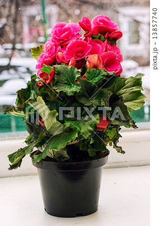 blooming begonia on windowsill in the winter windo blooming begonia on windowsill in the winter windo 13857740