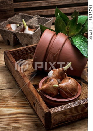 shoots of tulips shoots of tulips 13857741