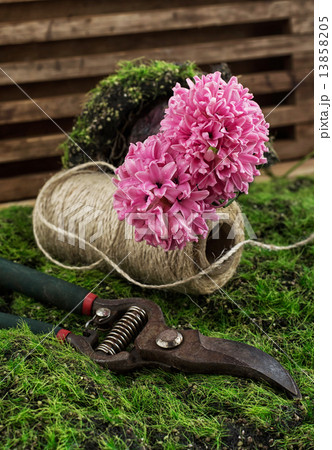 blossoming spring flower hyacinth and garden scissors 13858205