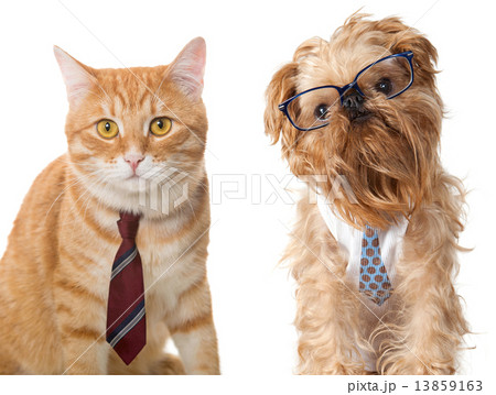 Cat and dog in glasses 13859163