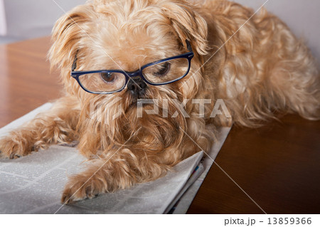 Serious dog Serious dog 13859366