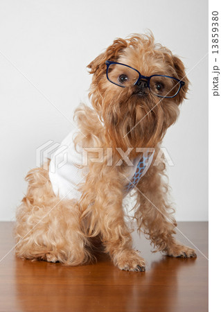 Serious dog in glasses Serious dog in glasses 13859380