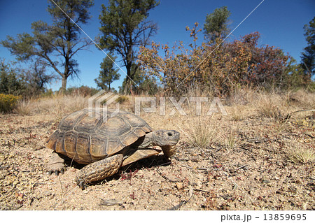 Desert Tortoise Desert Tortoise 13859695