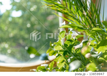Green plant against window 13859947