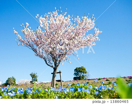 桜と青空 13860465