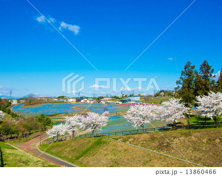 桜と青空 桜と青空 13860466