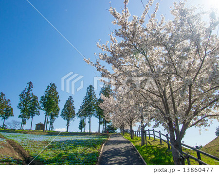 桜と青空 桜と青空 13860477