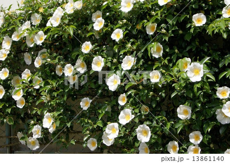 フェンス沿いのナニワイバラ 13861140