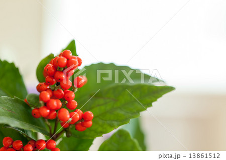 Sarcandra glabra 13861512