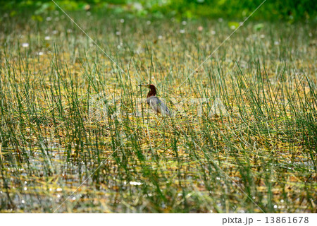 Bird name Chinese Pond Heron 13861678