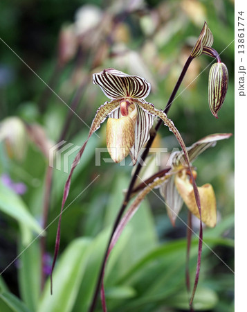 パフィオペディラム パフィオペディラム 13861774