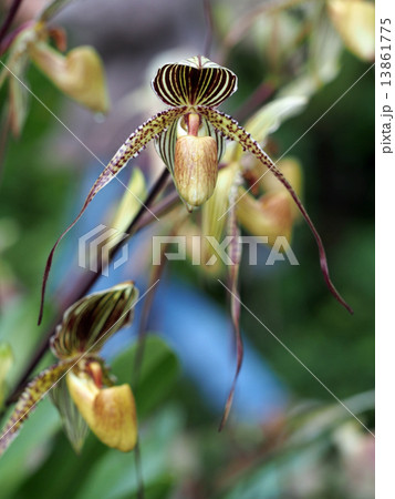 パフィオペディラム 13861775