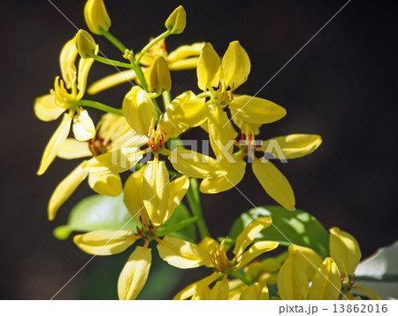 コウシュンカズ 13862016