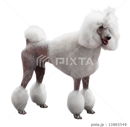 Adult Royal Poodle Adult Royal Poodle 13863549