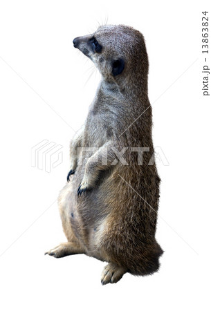 suricate. Isolated over white background suricate. Isolated over white background 13863824
