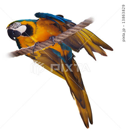 Blue and yellow Macaw 13863829