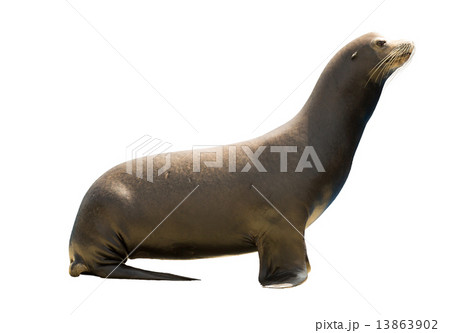 Earless seal 13863902