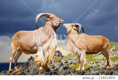 Standing couple  of sheeps 13863969