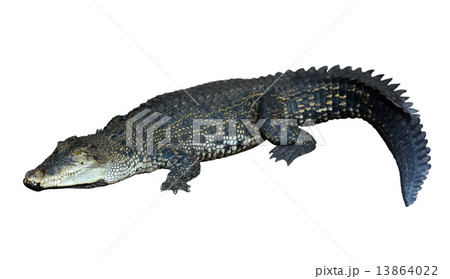 Saltwater crocodile (Crocodylus porosus) Saltwater crocodile (Crocodylus porosus) 13864022