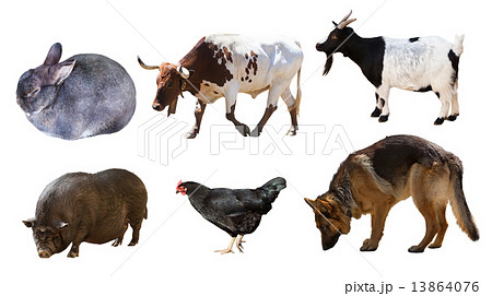 Shepherd and other farm animals. Isolated over 13864076