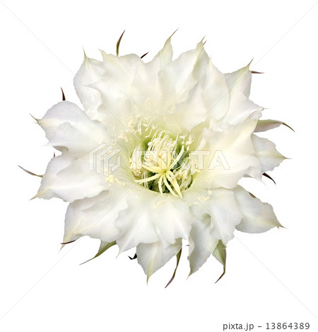 cactus flower isolated on white background 13864389