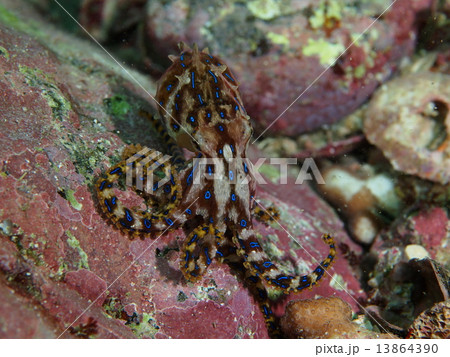 ヒョウモンダコ ヒョウモンダコ 13864390