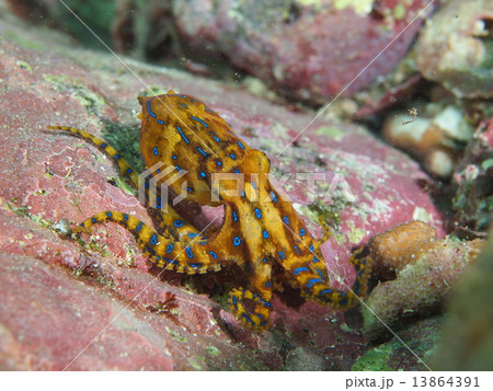 ヒョウモンダコ ヒョウモンダコ 13864391