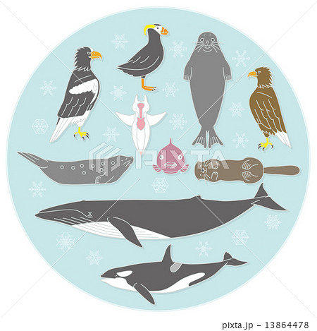 北国の海辺の生き物 北海道 北国の海辺の生き物 北海道 13864478
