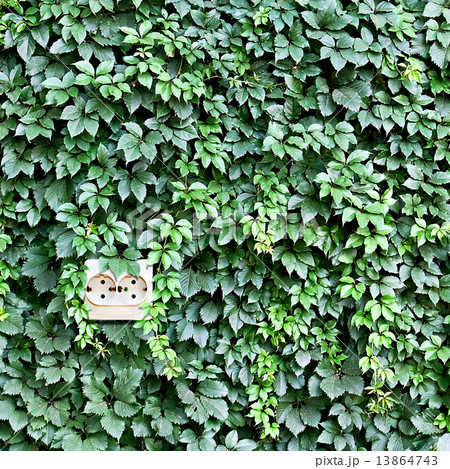 power outlet built into the background of leaves 13864743