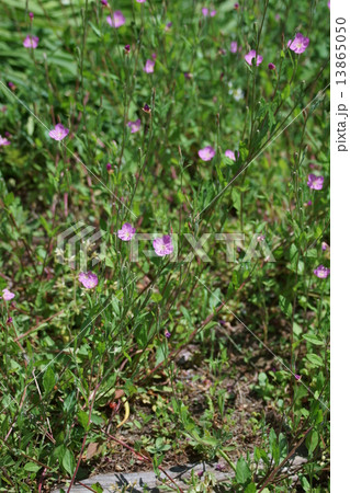 赤花夕化粧　ユウゲショウと呼ばれています。 13865050