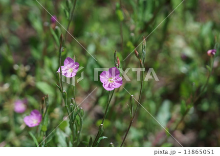 赤花夕化粧 ユウゲショウと呼ばれています。 赤花夕化粧 ユウゲショウと呼ばれています。 13865051