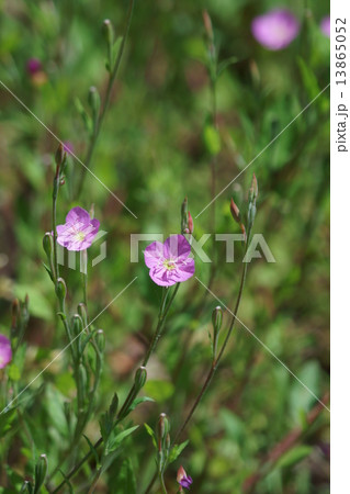 赤花夕化粧 ユウゲショウと呼ばれています。 赤花夕化粧 ユウゲショウと呼ばれています。 13865052