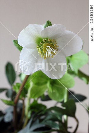 クリスマスローズ（ヘレボルス・ニゲル）（縦　大きめ） 13865164