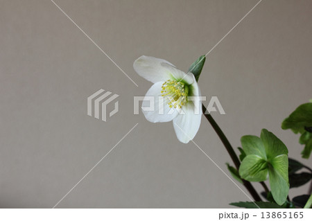 クリスマスローズ（ヘレボルス・ニゲル）（横　左向き） 13865165