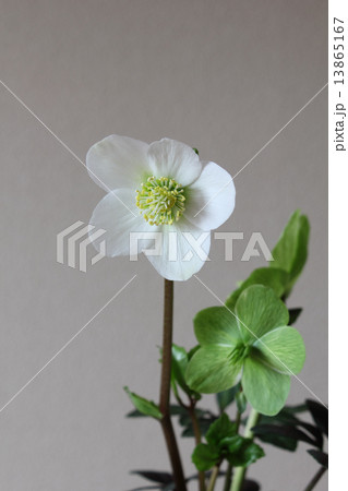 クリスマスローズ（ヘレボルス・ニゲル）（縦　正面） 13865167