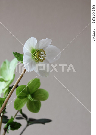 クリスマスローズ（ヘレボルス・ニゲル）（縦　右向き） 13865168