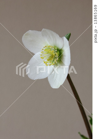 クリスマスローズ（ヘレボルス・ニゲル）（縦　左向き　一輪） 13865169