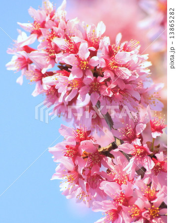 青空に映えるヒカンザクラ:緋寒桜 青空に映えるヒカンザクラ:緋寒桜 13865282