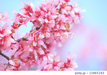 青空に映えるヒカンザクラ：緋寒桜 13865283