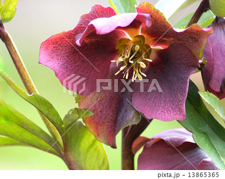 クリスマスローズ(ヘレボルス) クリスマスローズ(ヘレボルス) 13865365