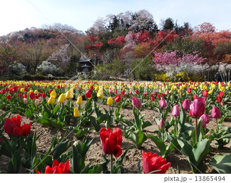 花見山 花見山 13865494