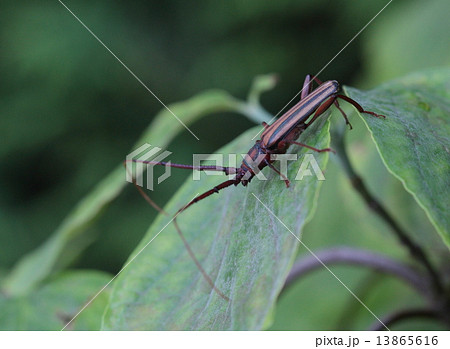 生き物　昆虫　アオスジカミキリ、緑色のラインが美しいカミキリムシ。アカシアやネムノキを食害します② 13865616