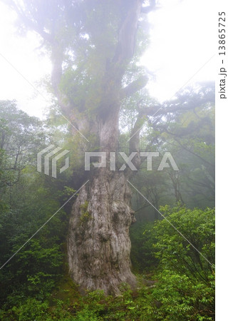 朝霧の縄文杉 13865725