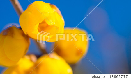 ロウバイ 16:9 ロウバイ 16:9 13865757