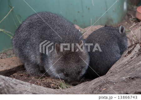 ウォンバットの赤ちゃんの写真素材