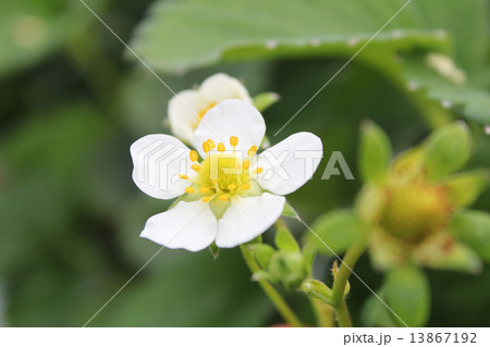 いちごの花 13867192