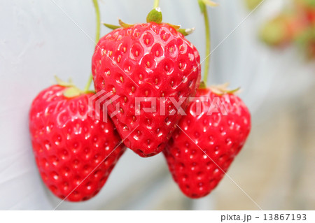 いちご 13867193